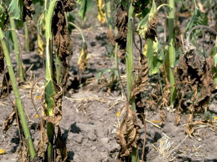 Гъбата Fusarium oxysporum f.sp. radicis-lycopersici е причинител на фузарийното увяхване и кореновото  гниене при доматите