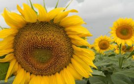 USDA повиши оценката  за експорта на царевица от Украйна  през 2016/17 г.