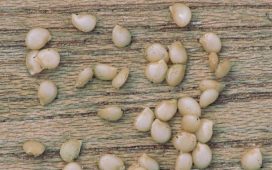 Черно куче грозде – Solanum nigrum