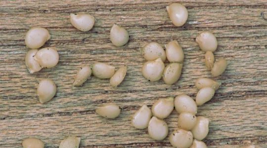 Черно куче грозде – Solanum nigrum