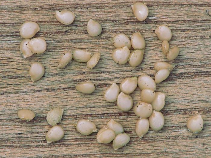 Черно куче грозде – Solanum nigrum
