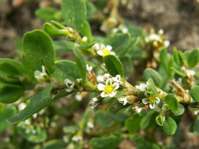 Поветицовидно фасулче – Polygonum convolvulus Поветицовидно фасулче – Polygonum convolvulus