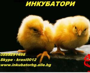 Предлагаме инкубатори за люпене на яйца