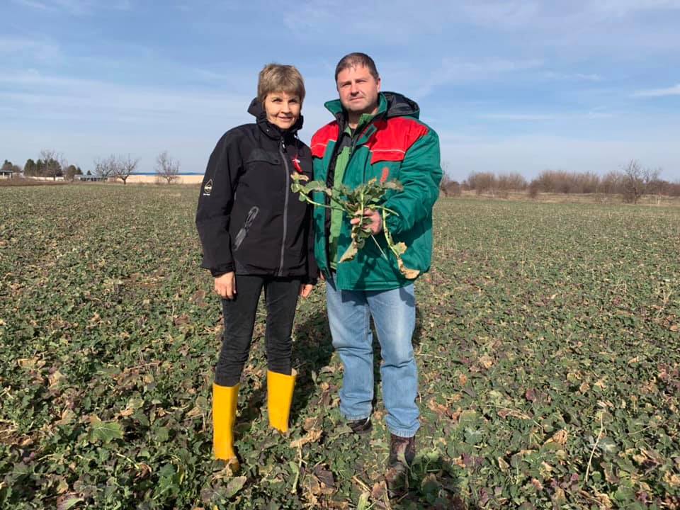 Грижи за рапицата през пролетта - Бюлетин растителна защита 2 / 2019