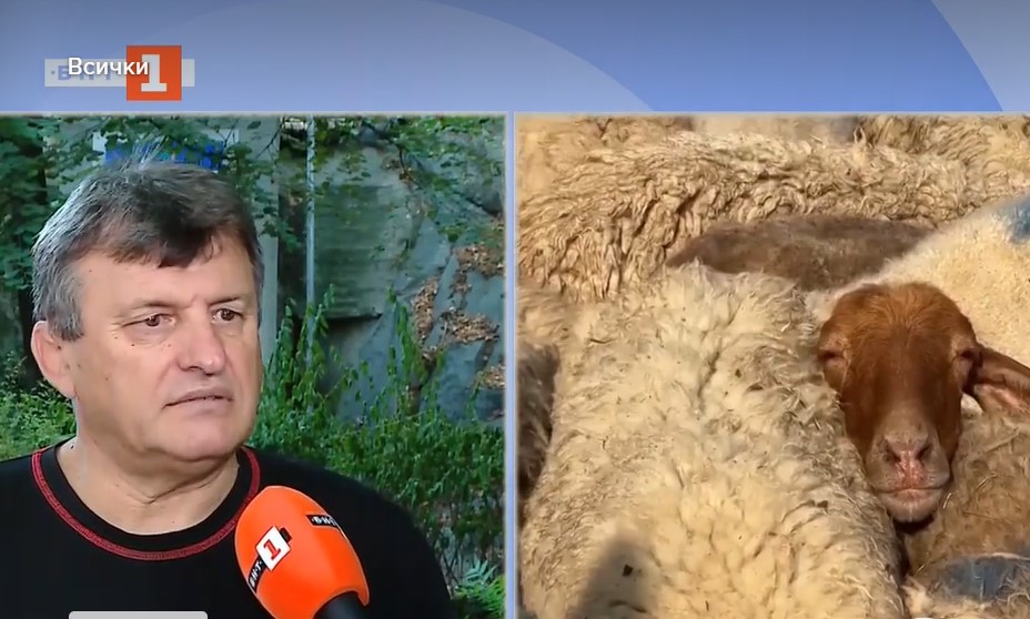 Шарка по овцете, проф. ДОйчо ДИмов