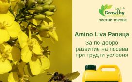 Хранителните нужди на рапицата от есенната розетка до наливането