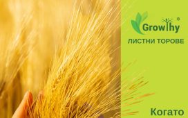 Течен тор рапица, пшеница - Growthy